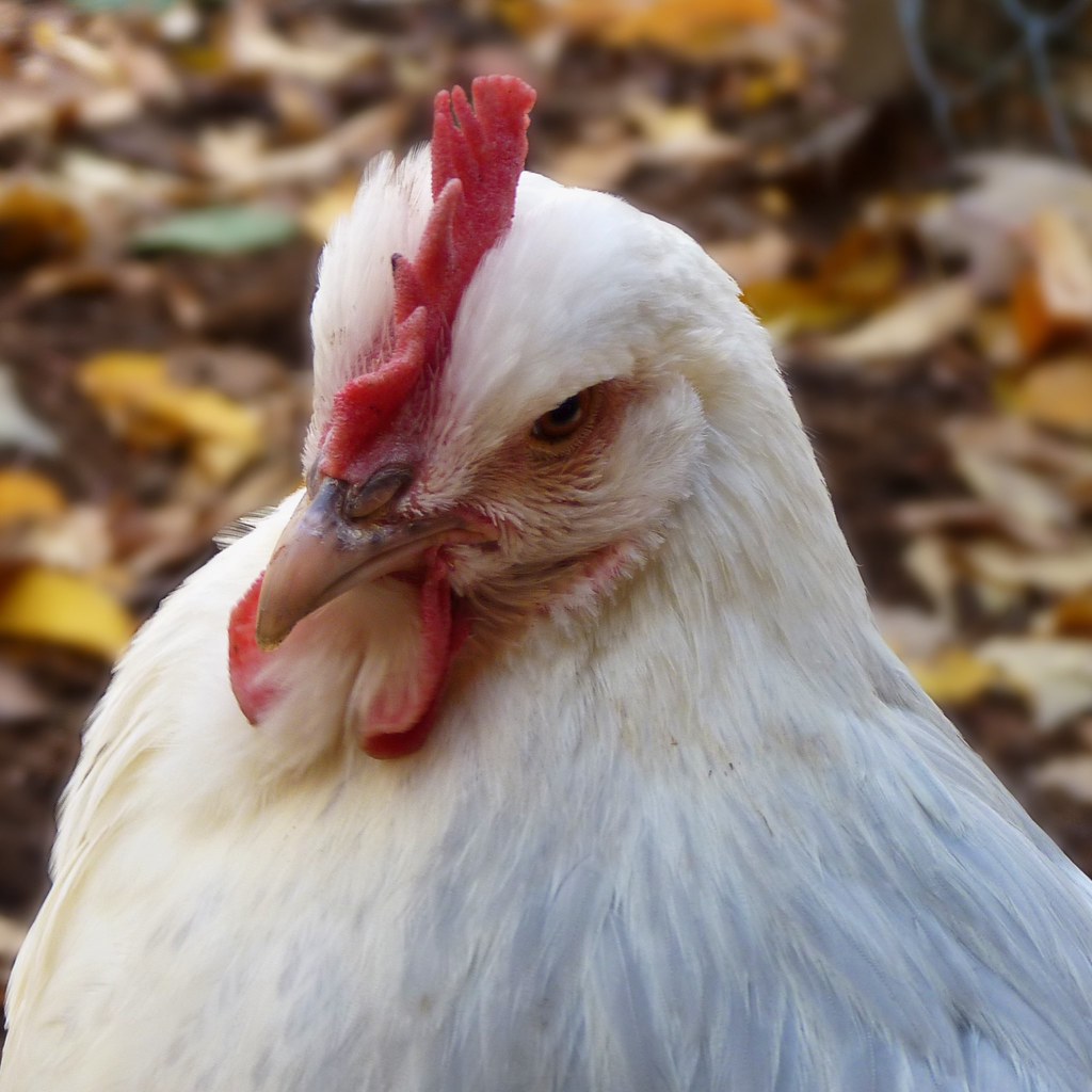 Caesar with chicken